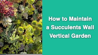 How to Maintain a Succulents Wall Vertical Garden [upl. by Aziar]