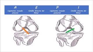 CUADROS DE RESUMEN ARTICULACIONES MIEMBRO INFERIOR [upl. by Held977]