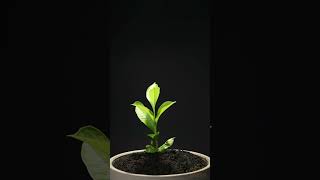 Growing Baobab TreeAdansonia digitata From Seed  76 days Time Lapse [upl. by Ludovico19]