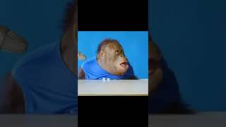 Orangutan ASMR meme funny fypシ editing cool [upl. by Ledoux]