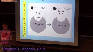 SubstrateLevel Phosphorylation [upl. by Einahpehs44]