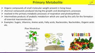 Primary and Secondary MetabolitesDifferences between Primary and Secondary Plant Metabolites [upl. by Fernand]