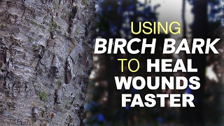 Using Birch Bark To Heal Wounds Faster [upl. by Hahn]