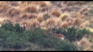 Giant Fallow Bucks pre rut New Zealand Safaris [upl. by Eleph]