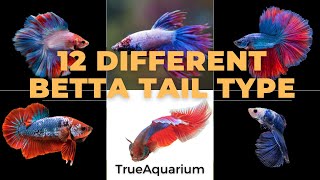 12 Different Betta Tail Types  Betta fish types [upl. by Jarnagin]