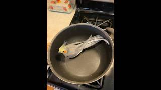 no animals were harmed in this video cockatielfypfunnyfunnyvideo [upl. by Shuma309]