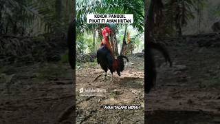 KOKOK AYAM HUTAN MERAH SUMATRA PIKAT F1 ayamhutan [upl. by Evoy]