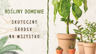 Rosliny domowe JEDEN SKUTECZNY ŚRODEK NA WSZYSTKO [upl. by Aihsotan]