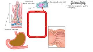 Secretin inhibiting gastric acid secretion Cholecystokinin fat digestion amp Cholecystokinin [upl. by Urquhart]