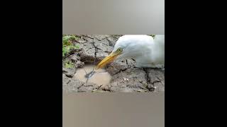 Intelligent Bird vs Big Catfish DryFishHole [upl. by Ailic]