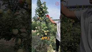 apple tree branches cutting process [upl. by Odille]