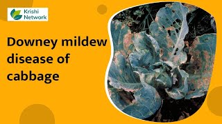 Downey mildew disease of cabbage  Information   krishi network [upl. by Bille]