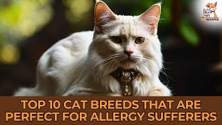 Top 10 Cat Breeds Perfect for Allergy Sufferers 🐱✨ Hypoallergenic Cats List CatBreeds cat [upl. by Yellehs878]