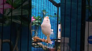 Belgian canary singing everyday birds canarysinging birdslover [upl. by Olodort]