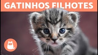 Top VÍDEOS DE GATINHOS ENGRAÇADOS  Alerta fofura extrema [upl. by Yenittirb773]