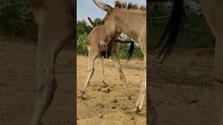 Donkeys big sade water animals shortfeed youtubeshort janwar trendingshorts shorts pets [upl. by Karel277]