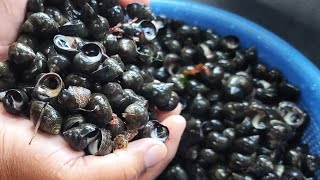 How To Cook And Eat Fresh Periwinkles Sea Snails  Khmer Eat Fresh Kjao In Lowell Massachusetts [upl. by Kendra]