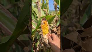 ​ပြောင်းဖူးခင်း စစ်​ဆေးကြည့်ရှုခြင်း CORN FARMING [upl. by Malliw280]