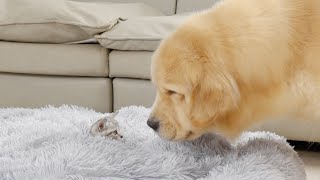 Surprised Golden Retriever Finds Kitten Taking Over His New Bed [upl. by Candace]