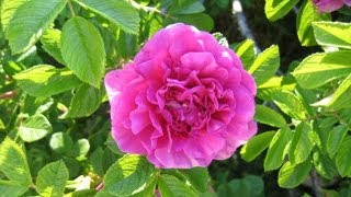 How To Grow Roses From Cuttings Fast and Easy [upl. by England]