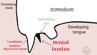 Development of Tooth  Part 1 Morphological stages dental lamina [upl. by Idahs]