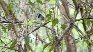 Variegated FairyWren [upl. by Yelrebmyk]