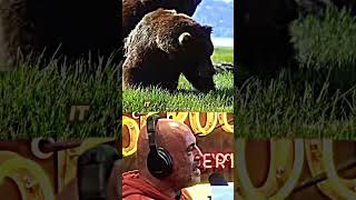 Joe Rogan Commentates INSANE Bear Fight [upl. by Llerraf]