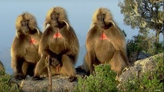 Defending a Monkey Harem  Clever Monkeys  BBC Earth [upl. by Llehcar]