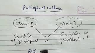 Protoplast Culture Technique in Plant Tissue Culture by Ritikas Tutorial [upl. by Brittany]