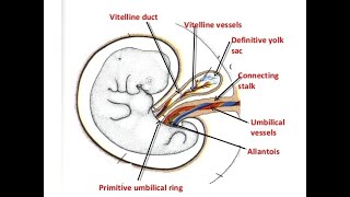 Embryology of the Allantois  Allantoic diverticulum [upl. by Etienne]