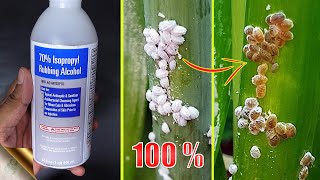 10 EASY WAYS TO TREAT MEALYBUGS AND APHIDS ON PLANTS [upl. by Chere]