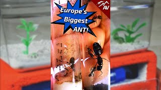 Moving Europes Biggest Ant Species into a Formicarium [upl. by Karyl]