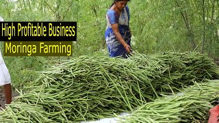 How to Start Business Drumstick Farming  How to Grow Moringa  Moringa Cultivation A to Z [upl. by Talmud703]