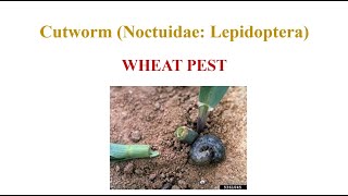 Wheat Cutworm [upl. by Karas]