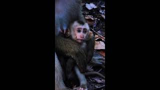 Join Us for the Latest Update on Monkey Luna and Her Adorable Baby Monkey Luno [upl. by Medeah]