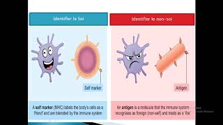 Biologie EB8 activite 1 soi et non soi [upl. by Oiramd]