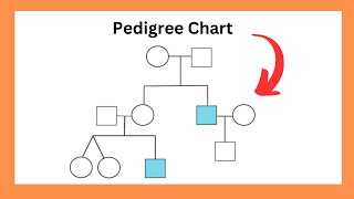 Pedigree Chart Introduction [upl. by Nnayr]