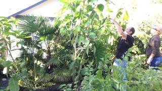 Fall Gardening PT33 Diging up the Angel Trumpet Brugmansia Winter care Wintering Tropical Plants [upl. by Anihc]