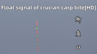 Float signal of crucian carp biteHD [upl. by Mckenna]