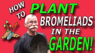 How To Plant Bromeliads in the Garden [upl. by Cazzie580]