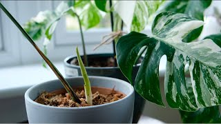 Variegated Monstera Soil Mix amp Propagation Houseplant Care [upl. by Thorr]