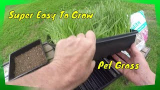 Grow Your Own Pet Grass [upl. by Ayor]