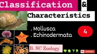 Classification amp Characteristics  4 l Mollusca l Echinodermata l BSc Zoology l kkeducationn [upl. by Shaya]