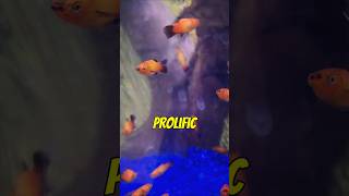 Fun Facts About the Platy Fish aquarium fishtank fishkeeping [upl. by Yadsnil]