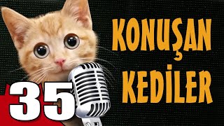 Konuşan Kediler 35  En Komik Kedi Videoları [upl. by Phio182]