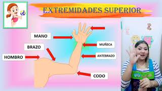 Las extremidades del cuerpo humano [upl. by Carnay]