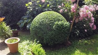 60 sec box ball trim Buxus Sempervirens [upl. by Claribel]