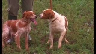 The Brittany Spaniel  Pet Dog Documentary English [upl. by Sankaran705]