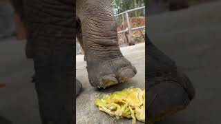 The best way to eat bananas is to have your feet on it It’s rare for an elephant to eat a banana [upl. by Compton]