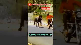 YAMAHA RX100 SOUND BUFFALO REACTION 😱  WAIT FOR END [upl. by Anilam587]